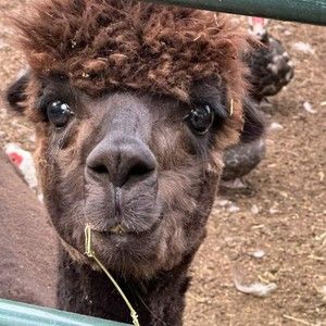 Meet your Posher, Posh